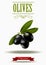 Green branch of black olives, realistic olives, vector illustration, green olive label