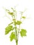 Green branch of grape vine isolated white background. Sprig with leaves of grapevine.