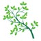 Green branch and leaf-Vector Illustration