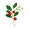 Green Branch of Lingonberry or Mountain Cranberry with Oval Leaves and Blooming Flowers Bearing Edible Red Fruit Vector