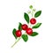 Green Branch of Lingonberry or Mountain Cranberry with Oval Leaves and Blooming Flowers Bearing Edible Red Fruit Vector