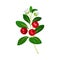 Green Branch of Lingonberry or Mountain Cranberry with Oval Leaves and Blooming Flowers Bearing Edible Red Fruit Vector