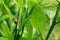 Green branch in the middle of the vegetation with a yellow ladybug with black spots