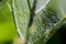 Green branch with a net from a spiderweb