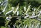 Green branch of olives with leaves and young buds and fruits