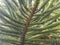 green branch of a pine tree of temperate forest in spring, background and texture