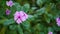 Green branch with purple flower moved by wind with blur background