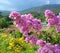 Green branch with rose lilac flowers