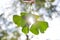 Green branch of a sunlit ginkgo - alternative medicine