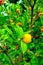 Green branch with tangerine in the garden. Citrus orchards.