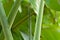 Green branch texture banana tree, Green background,