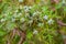 Green branch thuja with fresh cones