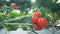 Green branch of a tomato coppice with a tomato cluster on it and frame offset to the left