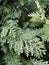 Green branch of a tree - Lawson`s cypress , False cypress , Ginger pine