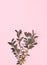 Green branche on pink background.