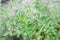 Green branched tomato plant. Flowering of young seedlings. The t