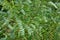 The green branches of an acacia tree lean in the wind. Unusual green leaf background made of tilted leaves.