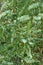 The green branches of an acacia tree lean in the wind. Unusual green leaf background made of tilted leaves.