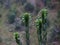 Green branches a cactus with petals