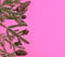 green branches of a Christmas tree with cones. Christmas composition on a pink background