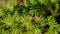 Green branches with cones of larch tree Larix decidua Pendula