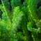 Green branches covered in short fluffy hairs