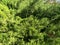 Green branches evergreen bush in garden. Green branches decorative thuja