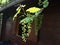 Green branches of grapes on a background of a brown wooden wall