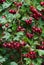 Green branches of hawthorn strewn with red berries