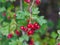 Green branches of hawthorn strewn with red berries