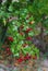 Green branches of hawthorn strewn with red berries