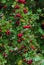 Green branches of hawthorn strewn with red berries