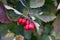 Green branches of hawthorn strewn with red berries