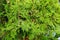 Green branches of juniper for the background