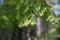 Green branches of larch on blurred background