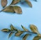Green branches with leaves on blue background. Botanical minimalistic background.