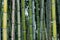 Green branches of old and new bamboo trees