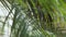 Green branches of palm trees against the sky. Palm branch background