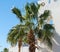 Green branches of palm trees against the white wall of a house in Egypt