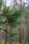 Green branches of a pine tree in raindrops, coniferous tree