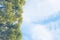 Green branches of Pinus taeda against a blue sky with white clouds