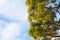 Green branches of Pinus taeda against a blue sky with white clouds