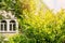 Green branches of spirea bush on the background of a country house