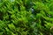 Green branches of thuja against the blue sky