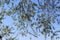 Green branches of a tree are against the blue sky