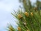 Green branches on the treetop of the Pinus pinaster with young pine cone on it