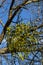 green branches of white mistletoe close-up, Viscum album, Santalaceae, symbol romance, fertility, and vitality, hemiparous plant,