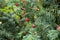 Green branches of yew tree with red berries