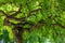 Green branchy tree. Curved trunk and curved branches. Juicy greens giving a shadow. Texture of a green branchy tree close up