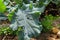 Green Brassica Leaf texture